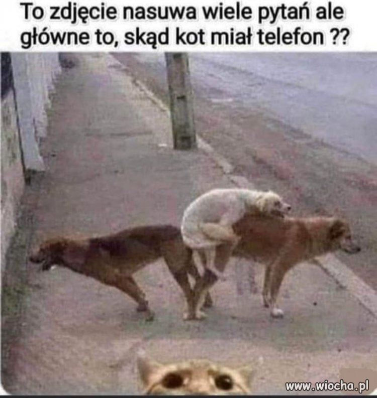 Kupił, to ma