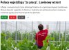 Co to pinokio mówił o wracających Polakach?