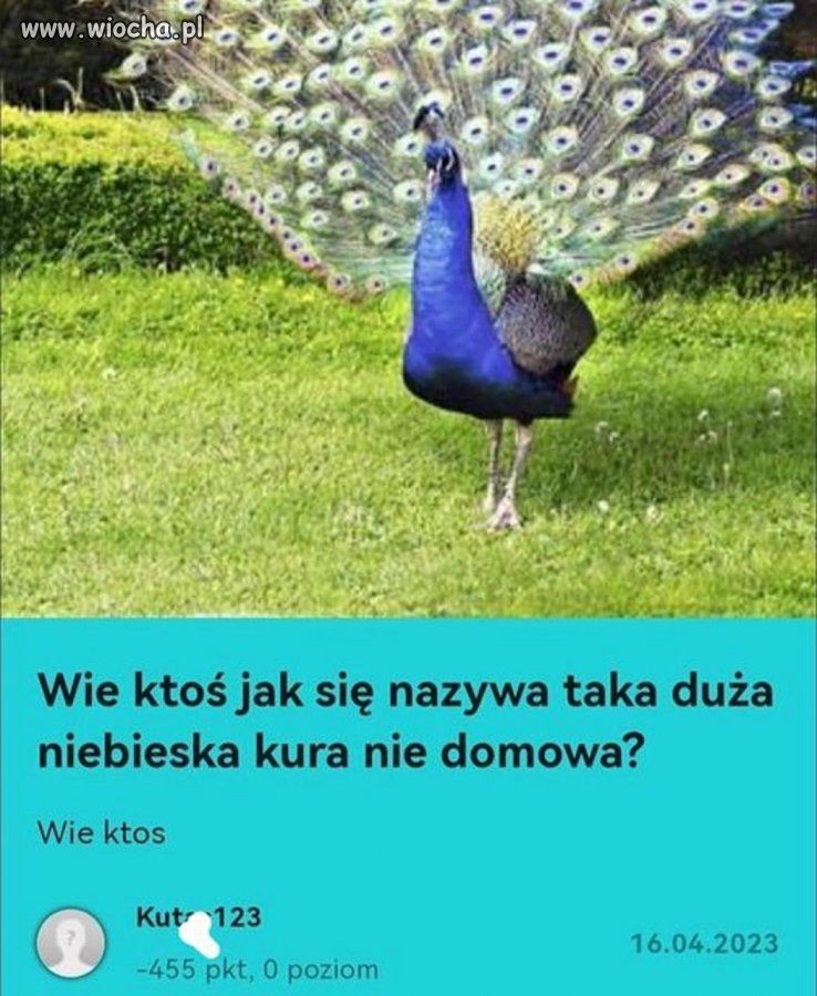 Kura nie domowa