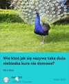 Kura nie domowa