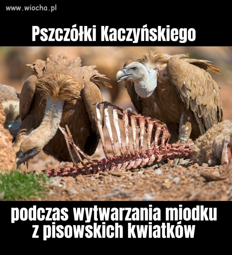 Tak się robi miodek na uszy wyborców 