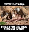 Tak się robi miodek na uszy wyborców 