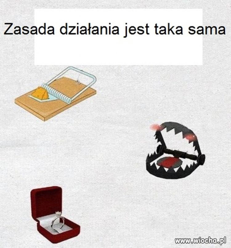 Darmowy ser
