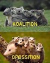 Koalicja