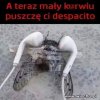 Zenka puść