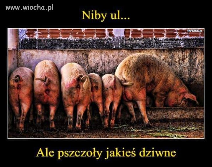 Konwencja pisu