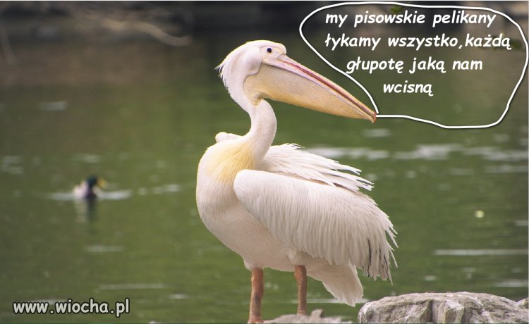 Pisowskie