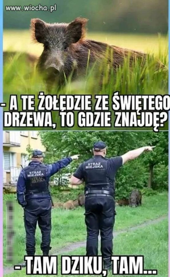 Święte żołędzie.