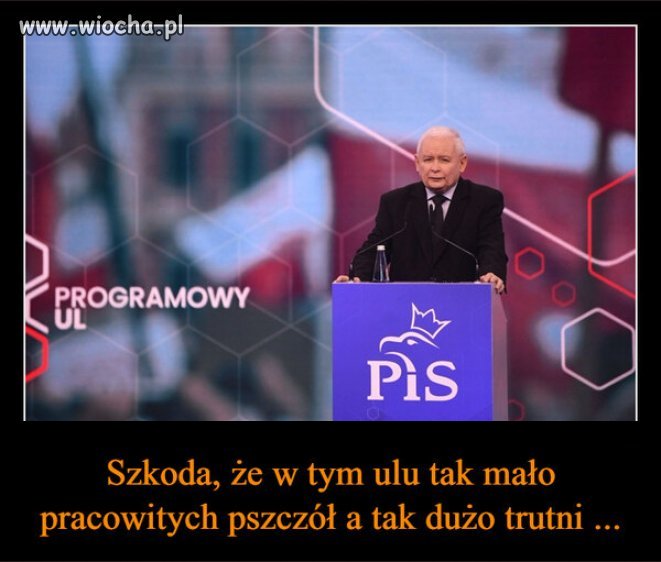 Startuje ostatni kongres, trutni PiSu!