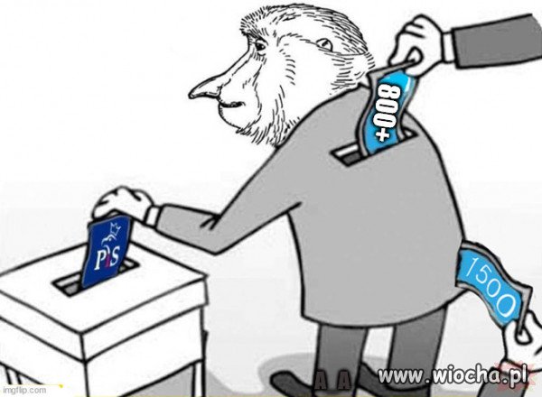Wyborca PISuaru.
