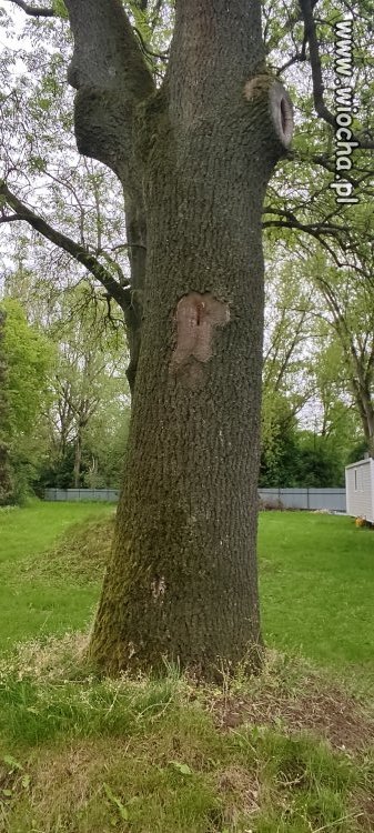 Objawień dzień następny