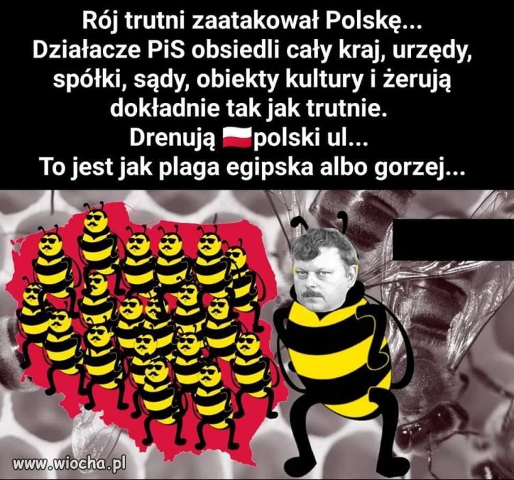 Jesteśmy pisowskim ulem. 