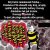 Jesteśmy pisowskim ulem. 
