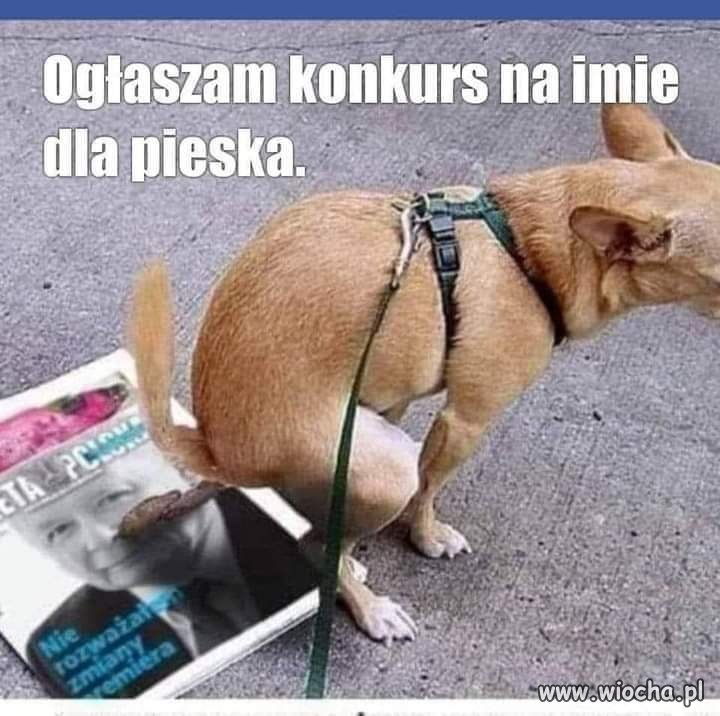 Psa nie oszukasz...