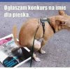 Psa nie oszukasz...