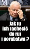 PiS da wam należy się 