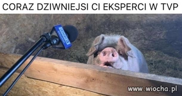 Ekspert TVPiS 