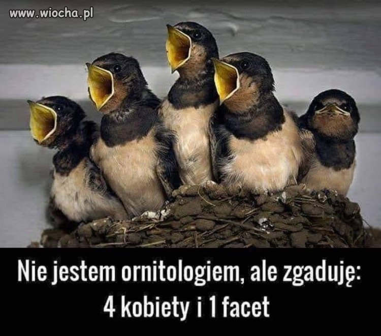 Tak wyglądają komentarze