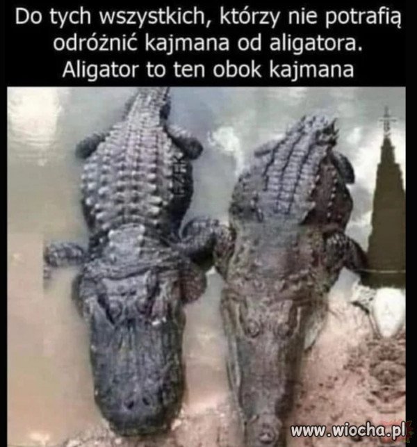 Taka ciekawostka dla pisiorków.