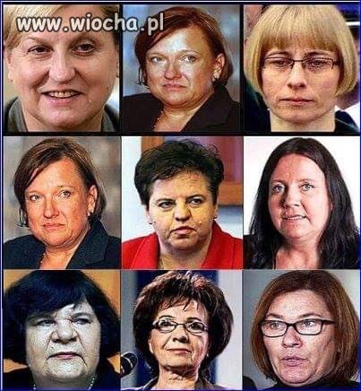 Pszczółki z PiS-ula