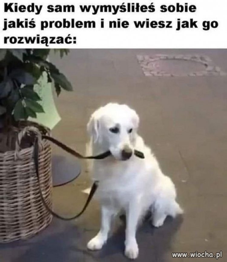 Właśnie tak to wygląda