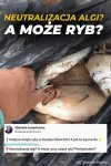 Ryby, algi, znowu to samo