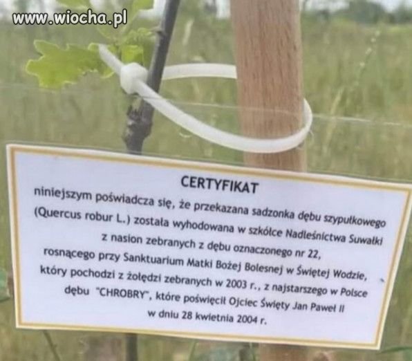 Święty dąb.