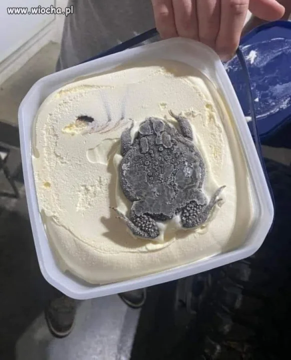 Lody, lody dla ochłody 