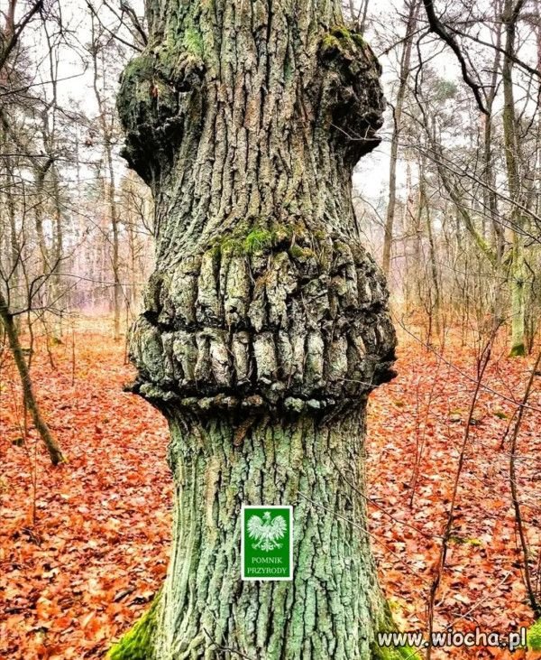 Czyżby?