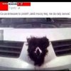 Auto z pipką na masce i kierownicy.