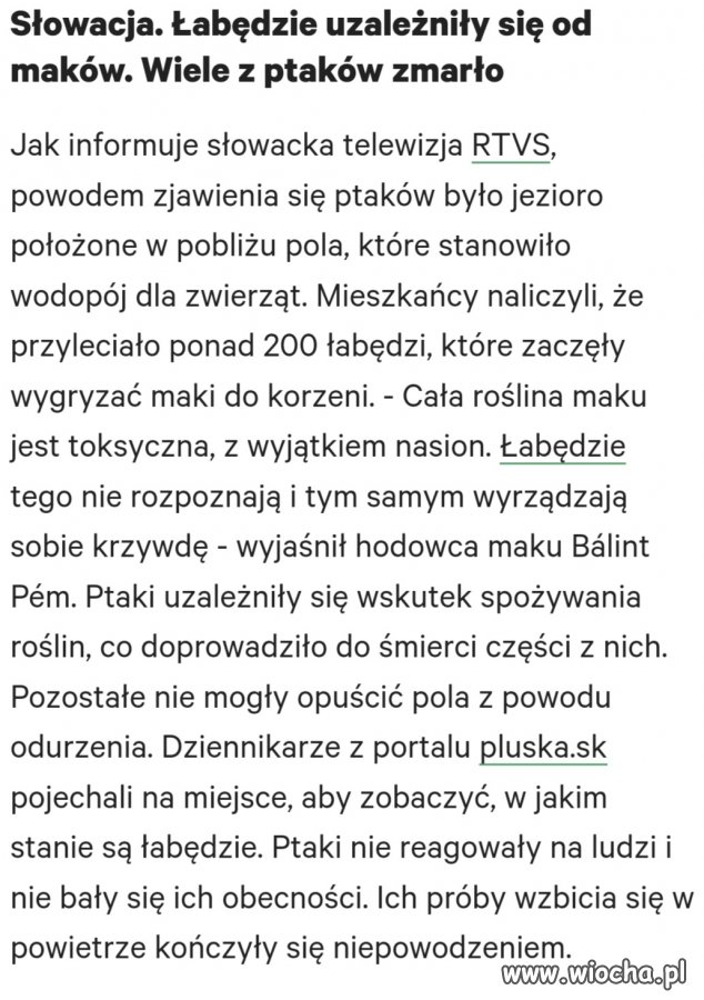Łabędzie miały odlot