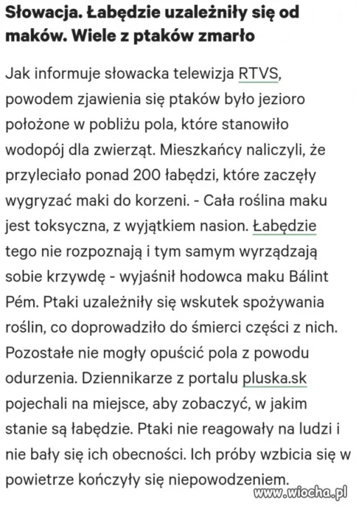 Łabędzie miały odlot
