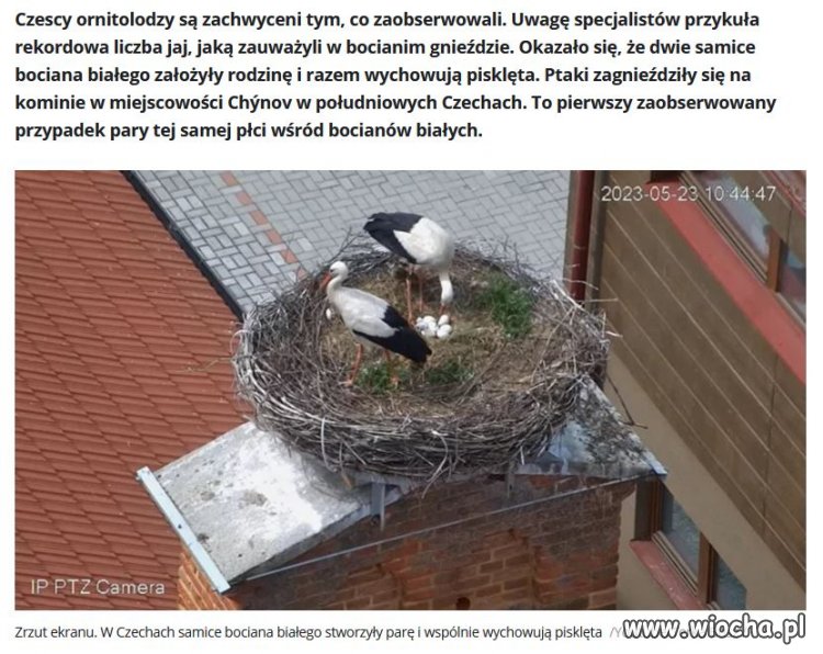 Tylko nie pokazujcie tego pisowcom bo zaczną strzelać do bocianów!