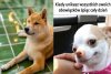A tylko otwórz lodówkę, to zaraz przy Tobie