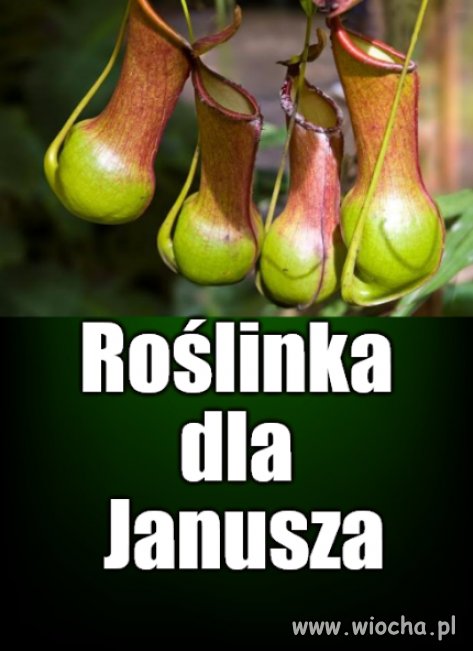 Heheszki sreheszki