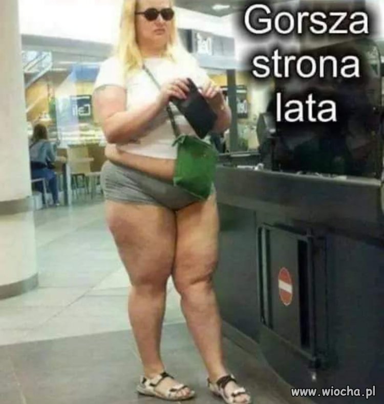 Foki wypełzły na ląd 
