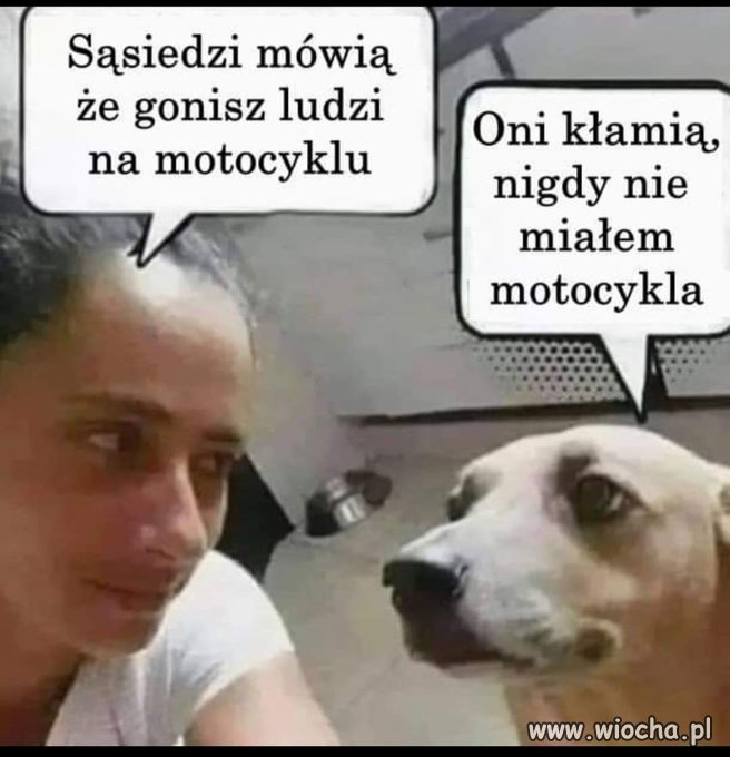 Dzień psa
