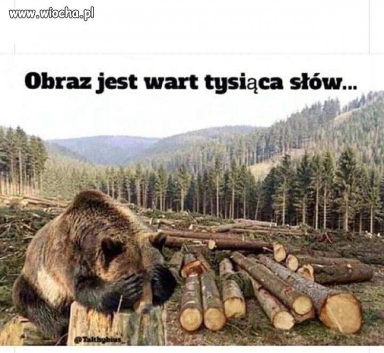 Co wy skur...y robicie?