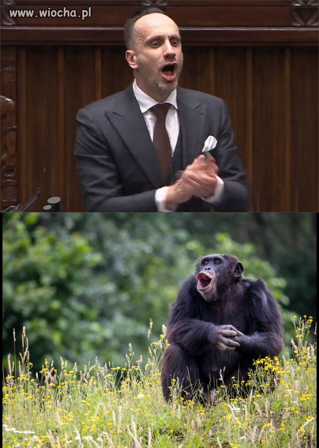Łamigłówka, ssaki naczelne!