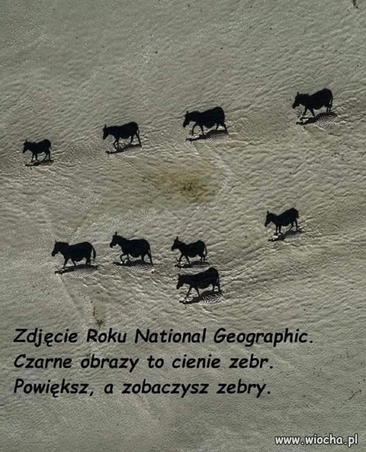 Taka ciekawostka