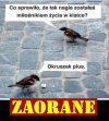 Nic dodać, nic ująć