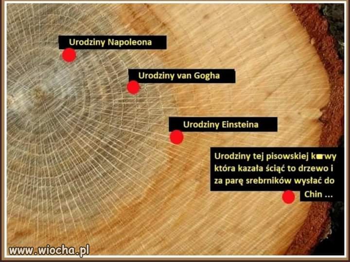 Był sobie las...