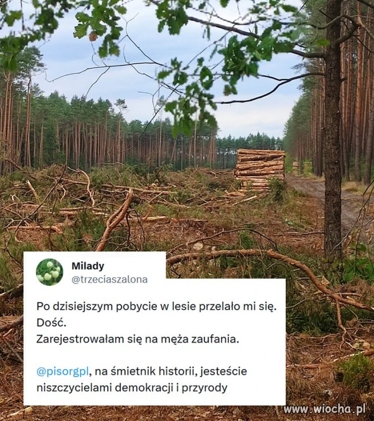 Suwerenni Polacy mają potrzeby. To młode chłopaki 