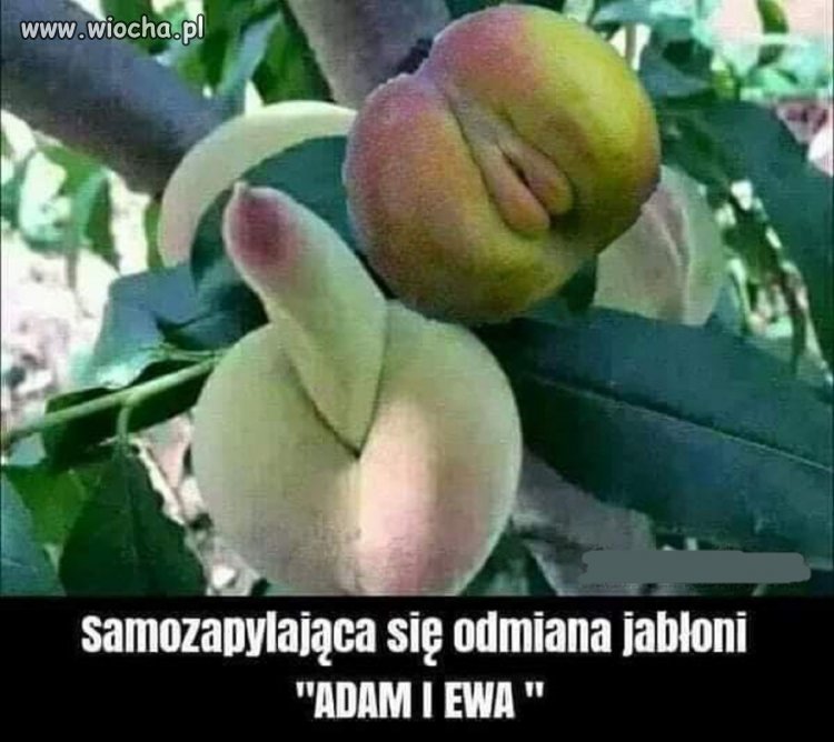 Natura