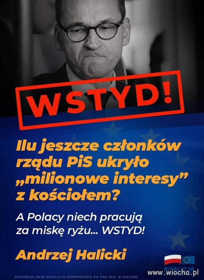 Tłuste koty vs miska ryżu
