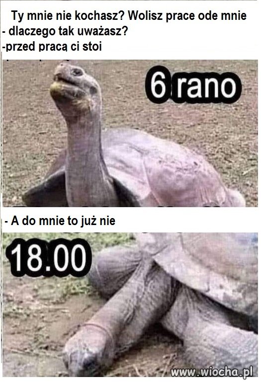 Coś w tym jest