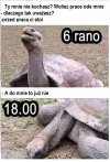 Coś w tym jest