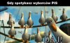 Wyborcy PiS 