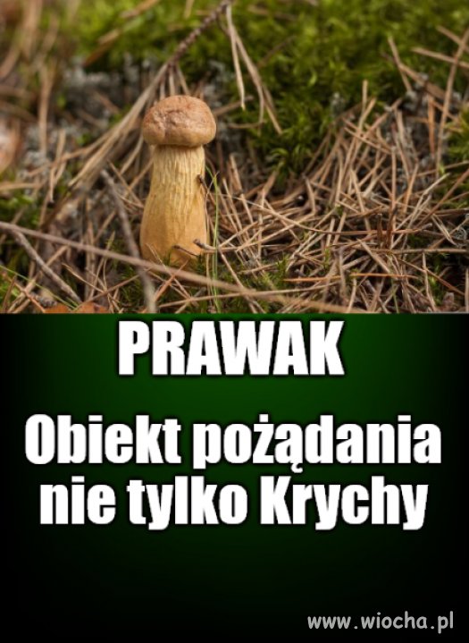 Jesienne grzybobranie