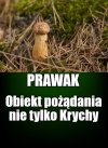 Jesienne grzybobranie